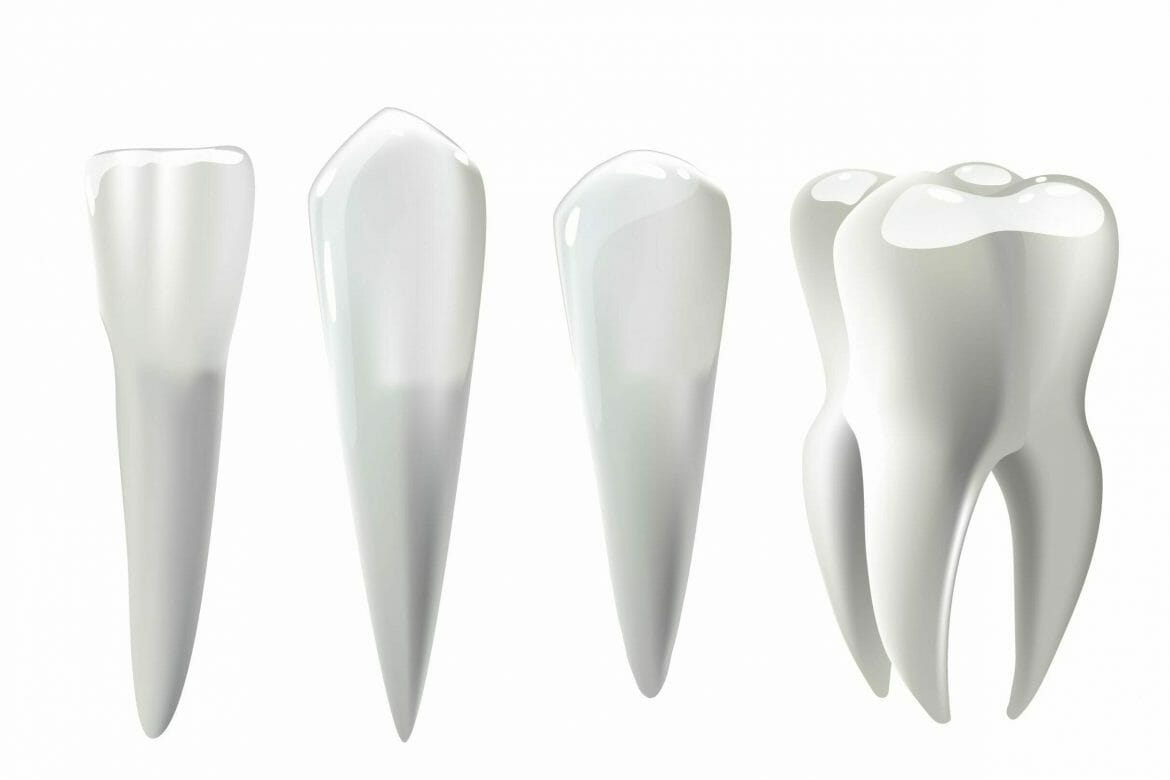 types of teeth