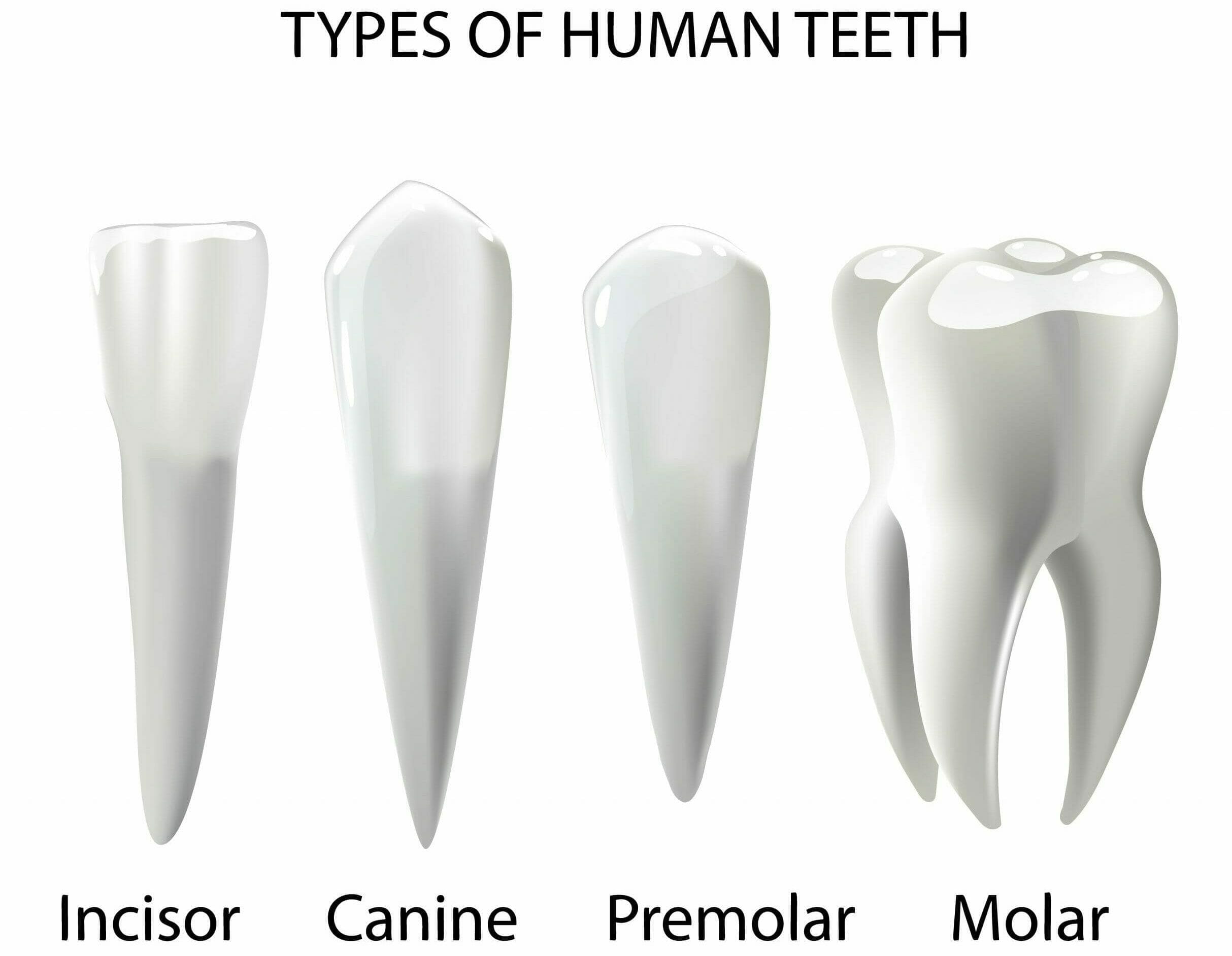 what are canine teeth called in humans